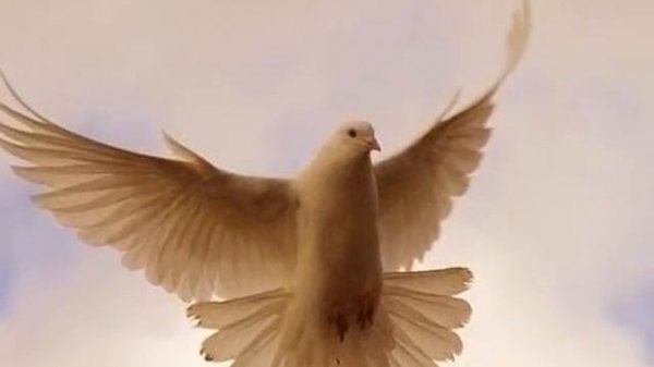 Где живёт душа