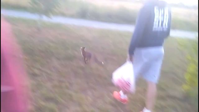 Лисенок в городском парке(лисеня в міському парку)Ковель смотреть онлайн