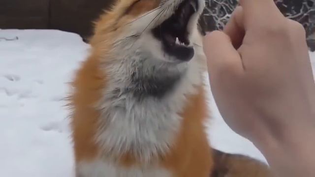 Boop смотреть онлайн