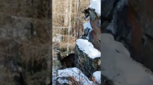 работа лайки по кабарге