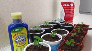 Поразительный результат от применения препаратов Мегафол+Аквамикс.24.03.2021