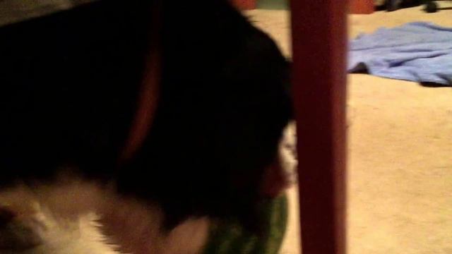 Бернский Зенненхунд и арбуз смотреть онлайн