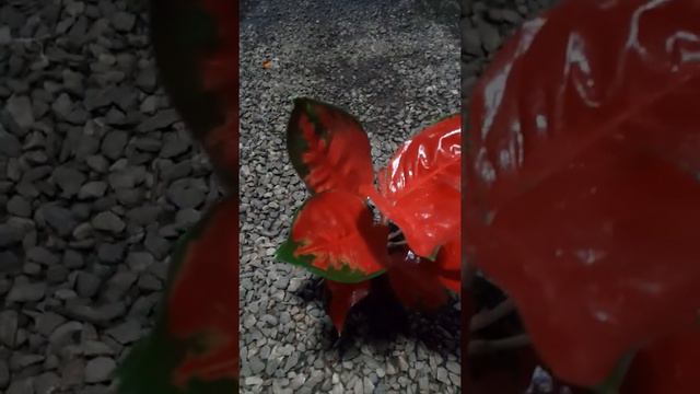Aglaonema suksom besar смотреть онлайн