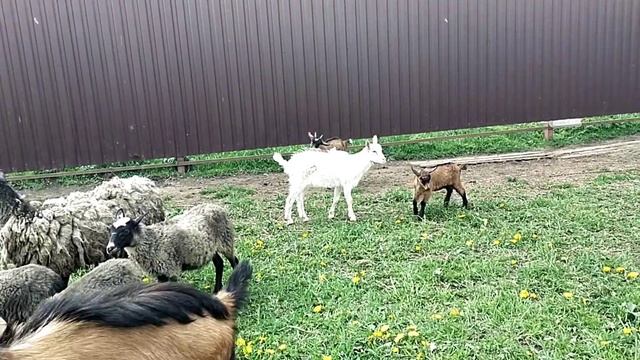 Утреннее кормление козлят// Рогатые козлы крупнее комолых// Боязнь коз// Козьи забеги смотреть онлайн