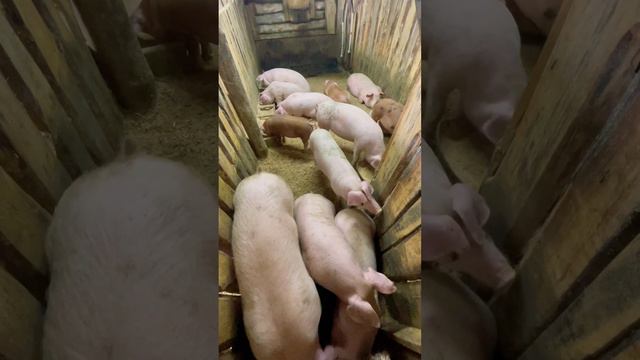 Рост у свинок активный, 2,5 месяца 30 кг. 3-х месячные средний вес 50-60 кг. 4,5 месяца 90 кг. смотреть онлайн