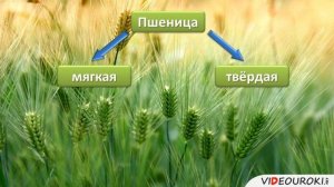 Класс Однодольные. Семейство Злаки.