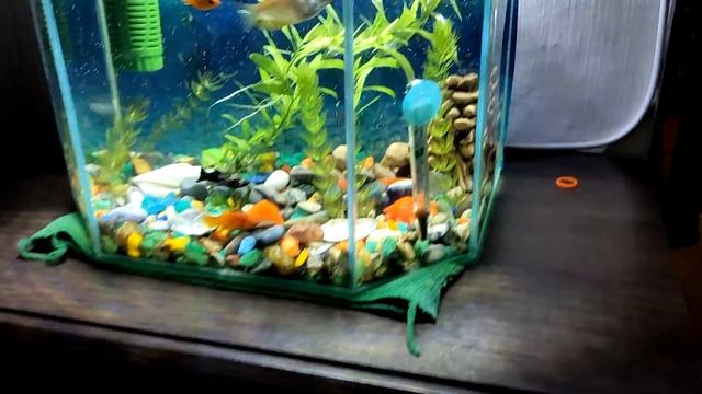 СВЕТИЛЬНИК СВЕТОДИОДНЫЙ ДЛЯ АКВАРИУМА|СИФОН ДЛЯ ЧИСТКИ АКВАРИУМА|ТОВАРЫ ДЛЯ АКВАРИУМА С АЛИЭКСПРЕСС смотреть онлайн