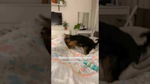 #щенокйорка #йорк #йоркширскийтерьер #йоркшир #щенок #йоркшерскийтерьер й смотреть онлайн