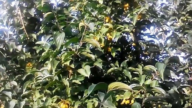 Желтый кизил сорта Янтарный смотреть онлайн