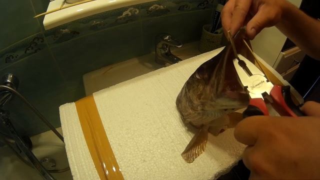 КАК СДЕЛАТЬ ЧУЧЕЛО ИЗ ГОЛОВЫ КРУПНОЙ ЩУКИ ПРАВИЛЬНО!!! КРАСИВОЕ ЧУЧЕЛО СВОИМИ РУКАМИ смотреть онлайн