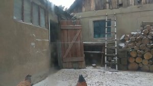 Как поймать голубя руками. Очень просто. How to catch a pigeon.