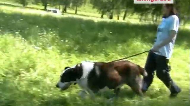 Общий тест - Малыш (Парлак). Новосибирск, 19.06.2010 смотреть онлайн