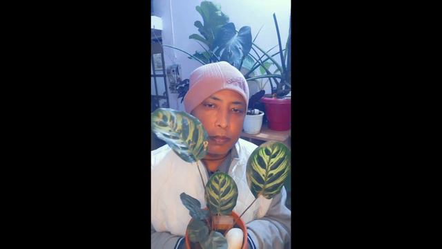 Calathea Maranta Green