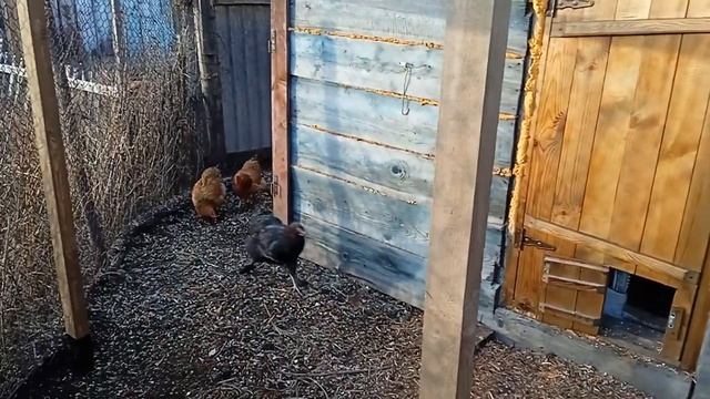 Куры, кот и строительство навеса смотреть онлайн