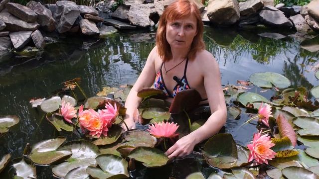 Нимфеи Сорт Wanvisa. Лето - первые цветы смотреть онлайн