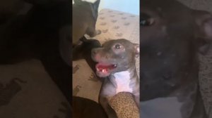 Когда пустили на кровать #pitbull #bluefrenchbulldog #питбуль #французскийбульдог