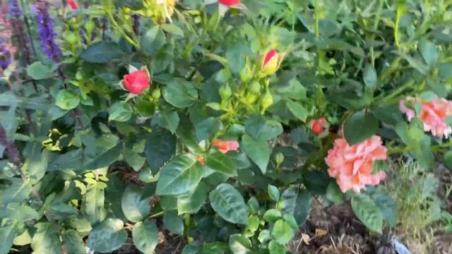 Прогулка по саду 17.08.23 цветение роз смотреть онлайн