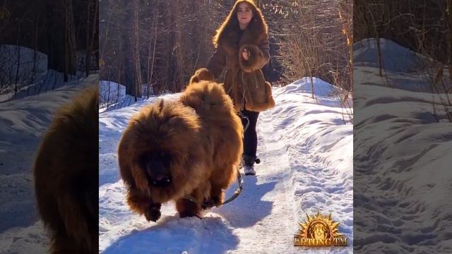 Лесная прогулка с тибетским мастифом #tibetanmastiff #tibetanmastiffpuppy #тибетскиймастиф Tibetan смотреть онлайн