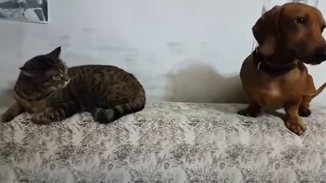 Такса разговаривает с кошкой. смотреть онлайн