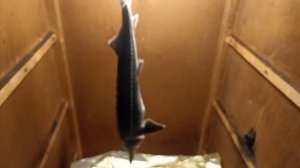 осетр холодного копчения