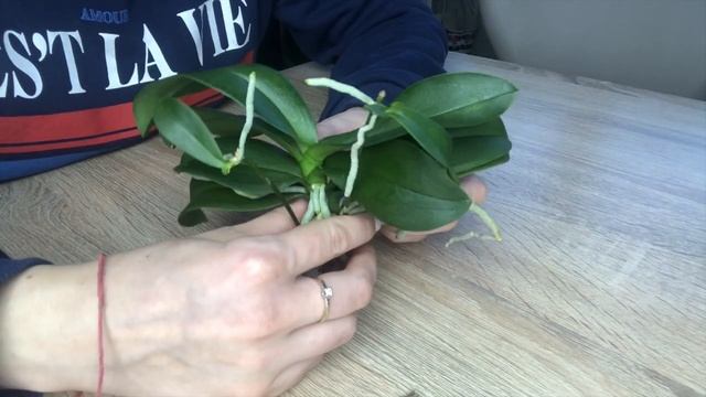 Детки ОРХИДЕИ на цветоносе. Что делать? смотреть онлайн