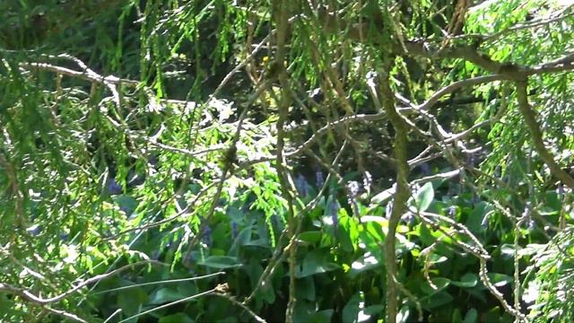 Beautiful Secret Garden - Solitude, Peace And Serenity