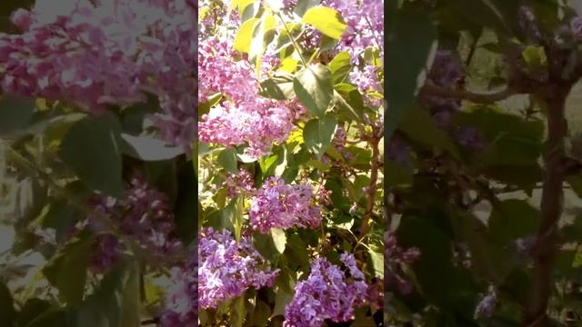 #Shorts# Персидская сирень. смотреть онлайн