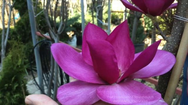 Магнолия Клеопатра (Cleopatra)