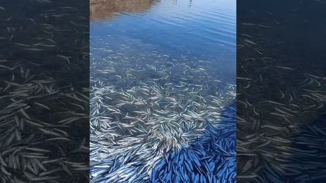 «Вкуснятина какая»: на видео сняли, что выбросилось на берег моря во Владивостоке смотреть онлайн