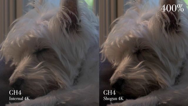 Panasonic GH4 4K - Internal versus Atomos Shogun Comparison смотреть онлайн