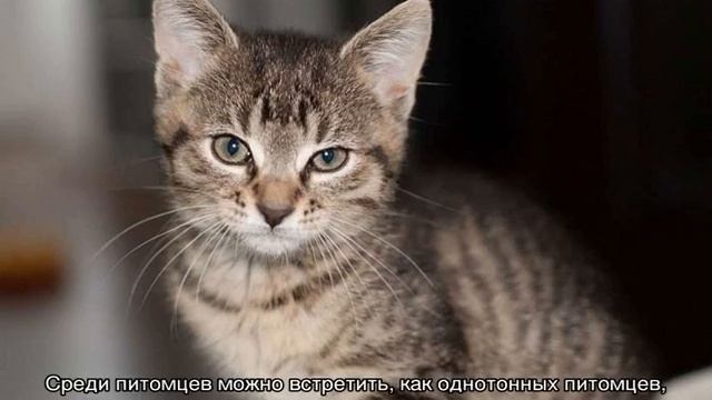 Eвропейская кошка, короткошерстный кельтский кот смотреть онлайн