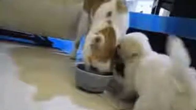 Щенок кусает кота смотреть онлайн