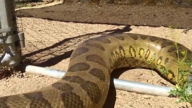Green Anaconda Vs Reticulated Python in (தமிழ்) அனகொண்டா vs பைத்தான் #savagepoint смотреть онлайн