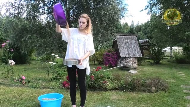 Хлеб от посадки зёрнышка до ароматной булки. смотреть онлайн