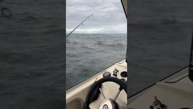 Скумбрия на все крючки, Дикий клев. смотреть онлайн