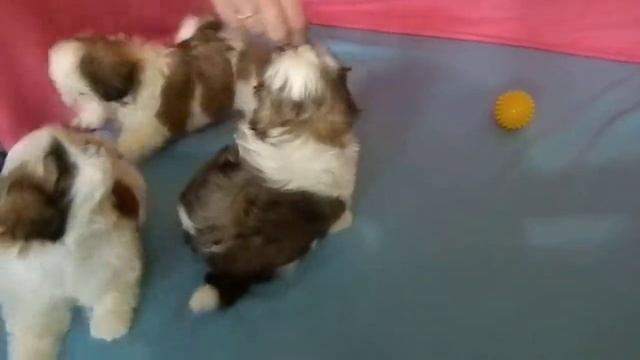 щенки ши-тцу "BRAND DIMAER KENNEL" смотреть онлайн