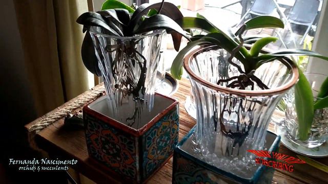 Phalaenopsis Schilleriana in Water Culture #CareCollab //LEGENDAS em PORTUGUÊS смотреть онлайн