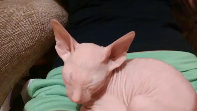 Я купил кошку,,Свинкс,, смотреть онлайн