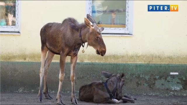 Лосерепортаж смотреть онлайн