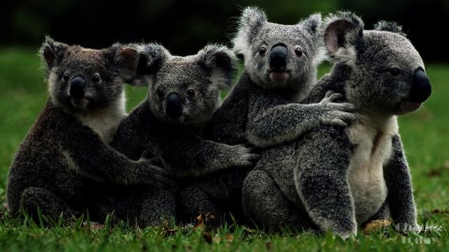 5 удивительных животных, которые существуют в Австралии смотреть онлайн