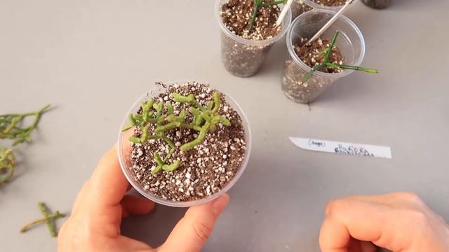 Как укоренить рипсалис (лесной кактус)? Все нюансы. Юлия Датта