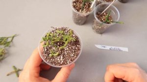 Как укоренить рипсалис (лесной кактус)? Все нюансы. Юлия Датта