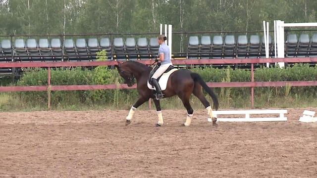 Презентации молодой лошади Lonn de Vito 2007 смотреть онлайн