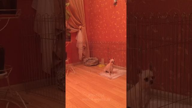 Вольер для чихуахуа смотреть онлайн