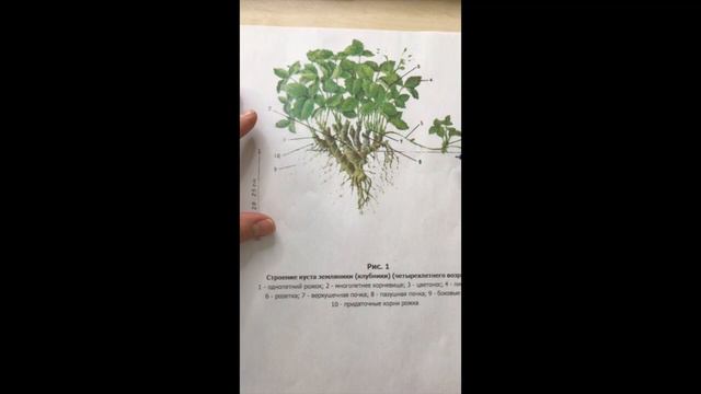 Ботаническое строение клубники (серия 1) смотреть онлайн