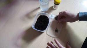 ?♀️Новый эксперимент//?Лилии из семян// ? Семена с Алиэкспесс// ? А что вырастет?)