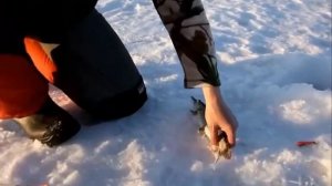 Приемы и техника ловли щуки на блесну и балансир зимой