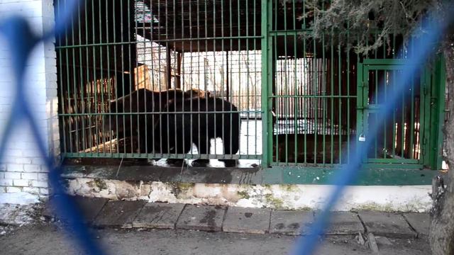 Медведь ходит кругами по вольеру смотреть онлайн
