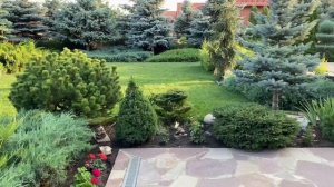 Обзор хвойного сада | озеро своими руками, ели, можжевельники 1 часть