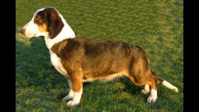 Вестфальский таксообразный бракк смотреть онлайн